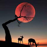 刘国梁56789头像