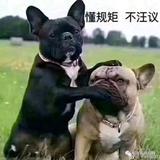 A博哥头像