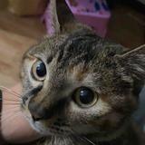 用户64791850085头像
