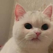 han堡包的个人资料头像