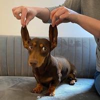 汗血宝马8888头像