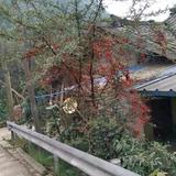 龙的传人头像