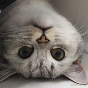 Qingke的个人资料头像