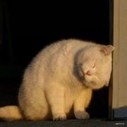 带皮吃菠萝的个人资料头像