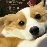 小厂BOY的个人资料头像