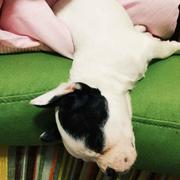 风团包包的个人资料头像