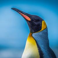 游乐场卡尔9q头像