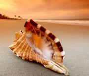 雷班纳的个人资料头像