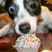 guochunxing的个人资料头像