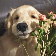 度假蜜蜂狗的个人资料头像