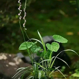 沙漠胡杨79656头像