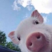 爱笑的宗介的个人资料头像