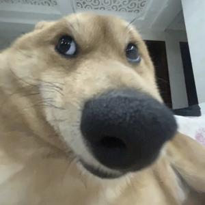 Промедление Сяо Жэнь
