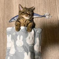 有趣的梦想QB头像