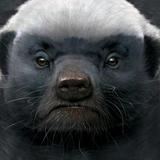 热闹海风P24头像