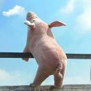 angsun的个人资料头像