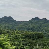 元气孔雀0i头像