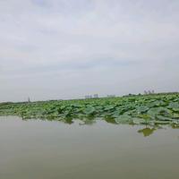 大好河山19491988头像