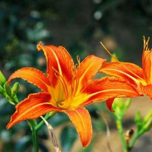 花忘忧头像