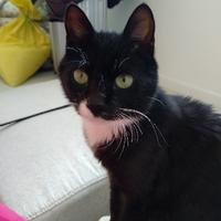 圣人司马懿头像