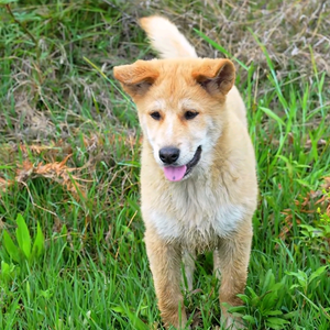 喜龙寻狗-正宗中华田园犬:20年养狗经验头像