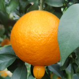 GEELY吉利小哥哥头像