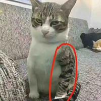 zwh一匹黑马头像