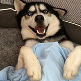 儒雅松鼠UFz头像