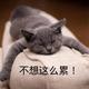 自由帆船YEl头像