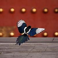 98加满不嘻嘻头像