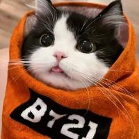 时髦枫叶Knf头像