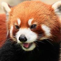 远见卓识河流GfqzRXS头像