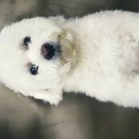 抱着嫦娥烤玉兔UFO头像