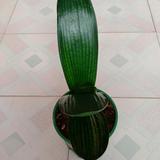 泉心泉谊草莓园头像