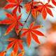繁花似锦5858头像
