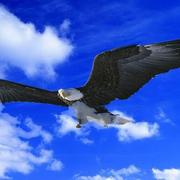 青阳流月的个人资料头像