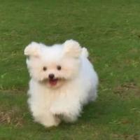 哈看不到你头像