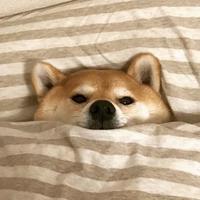 爱鬼100头像