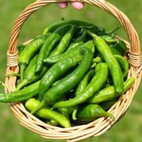 正宗元气樟树港辣椒头像