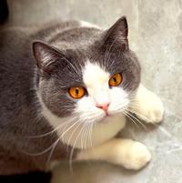 奥利奥32269头像