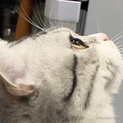 把月亮打下来的个人资料头像