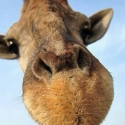 强强打太极的个人资料头像