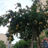 玉树临风MM头像