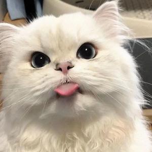 动物聚乐部头像