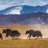 西北偏北79头像