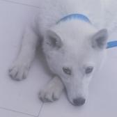 小二猫犬日常头像
