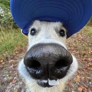 zhoooooou的个人资料头像