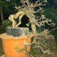 坦荡的花猫yMD头像