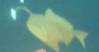 肉球球的个人资料头像