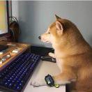 小酱农的个人资料头像